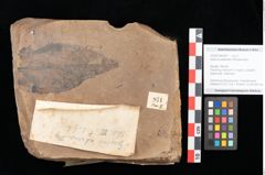Foto (Objekt + Etikett) von Quercus palaeoilex Ettingshausen (NHMW-GEO-2024-0188-0871)